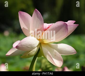 Rose fleur de Lotus Nelumbo, Rosa waterlillie Nelumbo Blume, rosa wasserlillien Nelumbo Flor de Ninfa rosa, waterlillies, Seerosen, lirios acuát Stockfoto