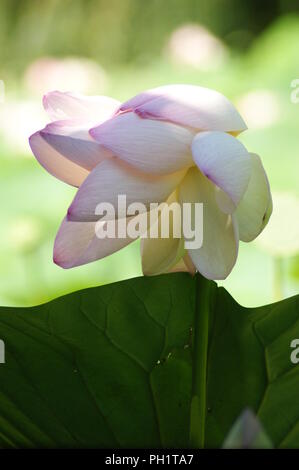 Rose fleur de Lotus Nelumbo, Rosa waterlillie Nelumbo Blume, rosa wasserlillien Nelumbo Flor de Ninfa rosa, waterlillies, Seerosen, lirios acuát Stockfoto