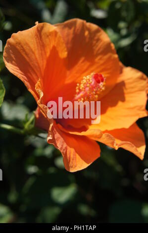 Hibiscus rosa-sinensis à Fleur orange, orange blühenden Hibiscus rosa-sinensis, Orangenblütiger Hibiskus rosa-sinensis, Azahar Hibiscus rosa-sinensis Stockfoto