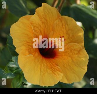 Hibiscus rosa-sinensis à Fleur orange, orange blühenden Hibiscus rosa-sinensis, Orangenblütiger Hibiskus rosa-sinensis, Azahar Hibiscus rosa-sinensis Stockfoto