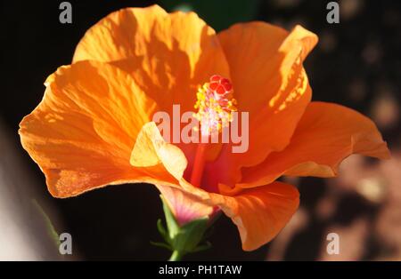 Hibiscus rosa-sinensis à Fleur orange, orange blühenden Hibiscus rosa-sinensis, Orangenblütiger Hibiskus rosa-sinensis, Azahar Hibiscus rosa-sinensis Stockfoto