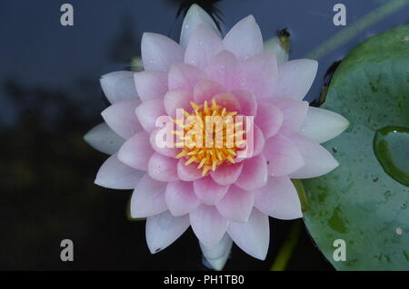 Fleur rose de Nymphea, Rosa nymphaea Blume, rosa wasserlillien, Flor de Ninfa rosa, waterlillies, Seerosen, lirios acuáticos, Wasserlilien, nenup Stockfoto