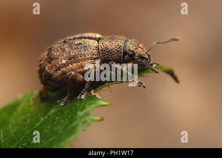 Nut-Leaf Strophosoma melanogrammum-Rüsselkäfer () am Ende des Blattes thront. Tipperary, Irland Stockfoto