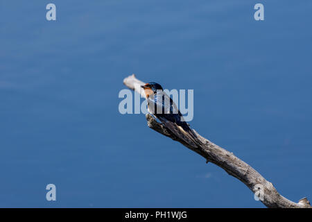 Rauchschwalbe (Hirundo rustica) auf Zweig thront. Stockfoto