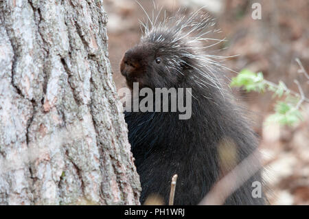 Krümmungsanalyse mit Stacheln Krümmungsanalyse mit Stacheln Tier close-up Profil anzeigen auf einem Baum mit bokeh Hintergrund anzeigen Körper, Kopf, Auge, Nase, Wappen der scharfen Stacheln in seiner Umgebung. Stockfoto