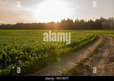 Sonnenaufgang über einem Feld von jungen frischen grünen Maispflanzen in einem landwirtschaftlich genutzten Gebiet mit den Sonnenaufgang über eine Reihe von Bäumen am Ende eines geschwungenen Farm Stockfoto