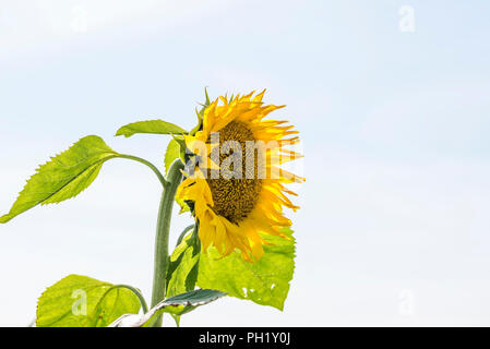 Einzelne gelbe Sonnenblumen- oder Helianthus gegen einen hellblauen Himmel mit Copyspace in der Landwirtschaft für ihre Samen und Öl angebaut Stockfoto
