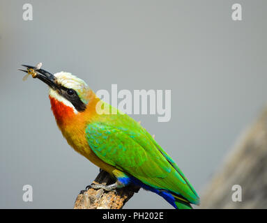 Eine schöne, weiße fronted Bee eater Essen eine Biene auf einer Niederlassung in Pilanesberg National Park Stockfoto