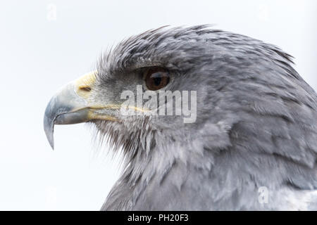 Chilenische Blue Eagle bei Falknerei Stockfoto