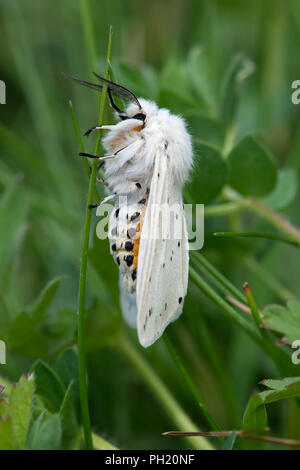 Weißes Hermelin Motte (Spilosoma lubricipeda) Stockfoto