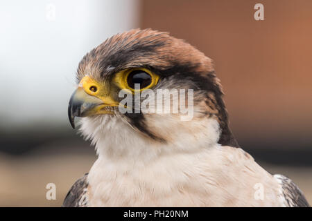 Nahaufnahme der Lannerfalke an falknerei Stockfoto