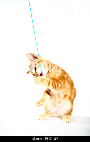 Ingwer Mackerel Tabby Kätzchen auf einem weißen Hintergrund spielen Mit einem Strang der blaue Wolle isoliert Stockfoto