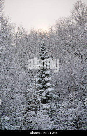 Winterlandschaft seine weiße Decke auf Bäumen. Stockfoto