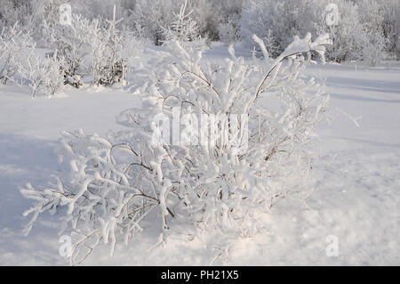 Winterlandschaft seine weiße Decke auf Bäumen. Stockfoto