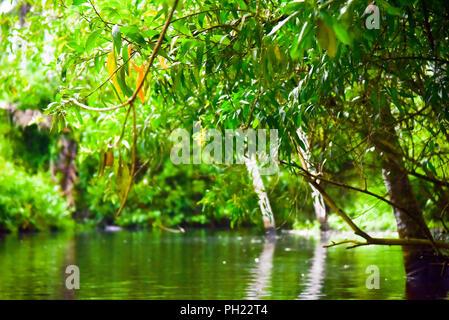 Backwaters von Poovar Stockfoto