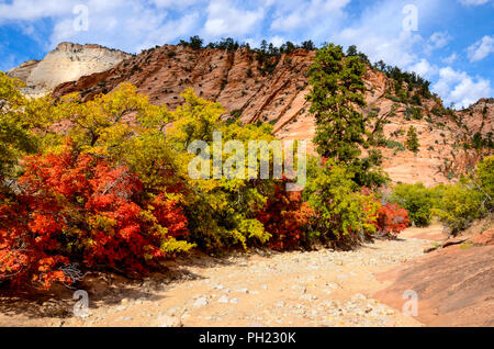 Bunte rote und gelbe Herbst Laub entlang einem trockenen Bachbett im Zion National Park Stockfoto