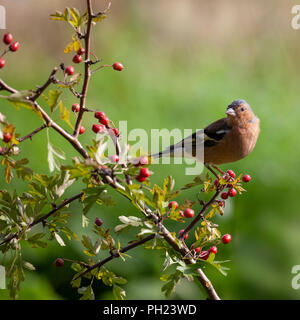 Ein männlicher Gemeinsame Buchfink, Fringilla coelebs, im Profil mit Kopf drehte sich wieder, auf einem weißdorn-Zweig mit Blättern und haw Beeren thront. Stockfoto