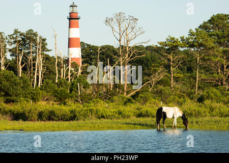 Ein wildes Pony vor Assateague Leuchtturm auf Assateague Island in das Chincoteague National Wildlife Refuge auf dem östlichen Ufer von Virginia. Stockfoto