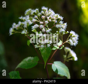 Die weißen Blüten des späten - blühende Boneset (Eupatorium serotinum) in den Bergen von Nord-Carolina Stockfoto