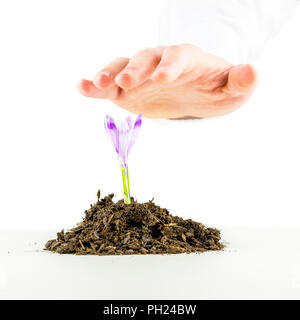 Konzeptionelle Bild des ökologischen Bewusstseins und Erneuerung mit einem männlichen schützende Hand einen frischen Frühling freesia in reiche organische Böden, auf einem weißen Hintergrund. Stockfoto