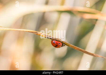 Schließen Sie sich an Profil von Red Lady Bug Kriechen auf der Unterseite der getrockneten Pflanze Blatt mit unscharf Hintergrund. Stockfoto