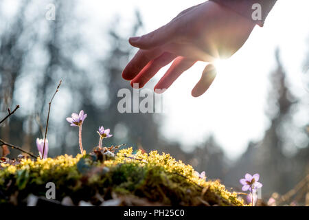 Einen Mann über einem bemoosten Felsen mit neuen zarte blaue Blume zurück von der Sonne beleuchtet. Konzept der menschlichen Fürsorge und Schutz für die Natur. Stockfoto