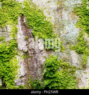 In der Nähe von frischem grünen Moos wächst auf der Rinde von einem Baum mit Textur Detail im quadratischen Format. Stockfoto