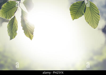 Retro instagram Stil Bild einer frischen grünen Frühling Blätter mit Sun flare gegen ein unscharfer Natur Hintergrund mit Copyspace. Stockfoto