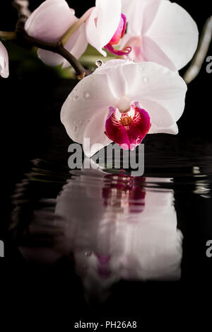 Nahaufnahme eines sanften Blüte weiße Orchidee mit Wasser Reflexion, auf Schwarz, Konzept von Schönheit, Reinheit und Unschuld. Stockfoto