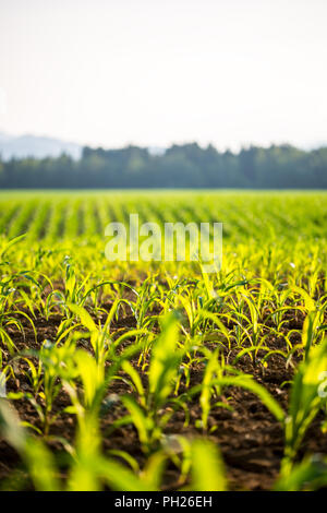 Bereich der jungen frischen grünen Mais oder Getreide pflanzen Gegenlicht der Sonne mit flachen dof Stretching in der Ferne. Stockfoto