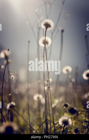 Pusteblumen mit Bright Sun Flair für ein ätherischer Natur Hintergrund, retro Effekt blass aussehen. Stockfoto