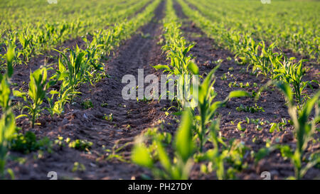 Maisfeld mit jungen Mais Sämlinge im Frühsommer. Stockfoto