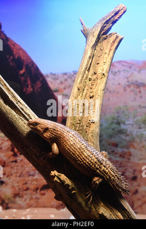 Brünn, Tschechien. 30 Aug, 2018. Gidgee Skink (Egernia stokesii) ist in der Brünner Zoo, der Tschechischen Republik, der am 30. August 2018 gesehen. Credit: Vaclav Salek/CTK Photo/Alamy leben Nachrichten Stockfoto