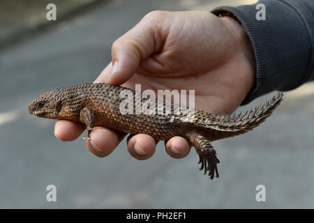 Brünn, Tschechien. 30 Aug, 2018. Gidgee Skink (Egernia stokesii) ist in der Brünner Zoo, der Tschechischen Republik, der am 30. August 2018 gesehen. Credit: Vaclav Salek/CTK Photo/Alamy leben Nachrichten Stockfoto