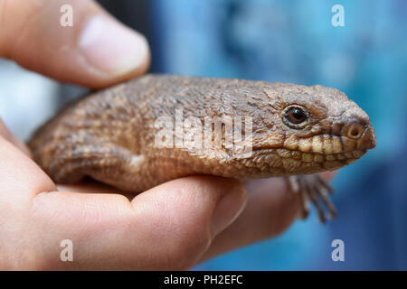 Brünn, Tschechien. 30 Aug, 2018. Gidgee Skink (Egernia stokesii) ist in der Brünner Zoo, der Tschechischen Republik, der am 30. August 2018 gesehen. Credit: Vaclav Salek/CTK Photo/Alamy leben Nachrichten Stockfoto