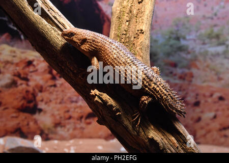 Brünn, Tschechien. 30 Aug, 2018. Gidgee Skink (Egernia stokesii) ist in der Brünner Zoo, der Tschechischen Republik, der am 30. August 2018 gesehen. Credit: Vaclav Salek/CTK Photo/Alamy leben Nachrichten Stockfoto