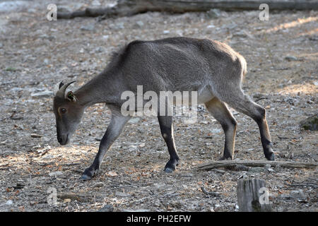 Brünn, Tschechien. 30 Aug, 2018. Himalayan Tahr (Hemitragus jemlahicus) ist in der Brünner Zoo, der Tschechischen Republik, der am 30. August 2018 gesehen. Credit: Vaclav Salek/CTK Photo/Alamy leben Nachrichten Stockfoto