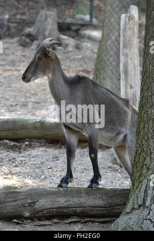 Brünn, Tschechien. 30 Aug, 2018. Himalayan Tahr (Hemitragus jemlahicus) ist in der Brünner Zoo, der Tschechischen Republik, der am 30. August 2018 gesehen. Credit: Vaclav Salek/CTK Photo/Alamy leben Nachrichten Stockfoto