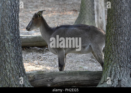 Brünn, Tschechien. 30 Aug, 2018. Himalayan Tahr (Hemitragus jemlahicus) ist in der Brünner Zoo, der Tschechischen Republik, der am 30. August 2018 gesehen. Credit: Vaclav Salek/CTK Photo/Alamy leben Nachrichten Stockfoto