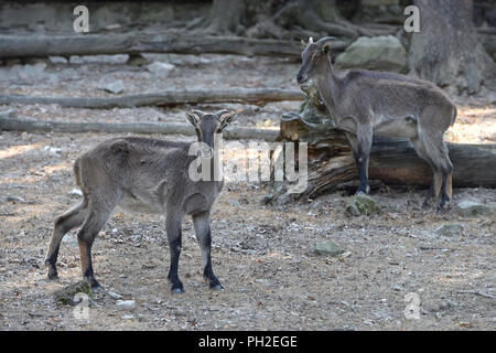 Brünn, Tschechien. 30 Aug, 2018. Himalayan tahrs (Hemitragus jemlahicus) sind im Zoo Brno, Tschechische Republik, am 30. August 2018 gesehen. Credit: Vaclav Salek/CTK Photo/Alamy leben Nachrichten Stockfoto