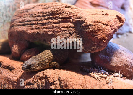 Brünn, Tschechien. 30 Aug, 2018. Gidgee Skink (Egernia stokesii) ist in der Brünner Zoo, der Tschechischen Republik, der am 30. August 2018 gesehen. Credit: Vaclav Salek/CTK Photo/Alamy leben Nachrichten Stockfoto