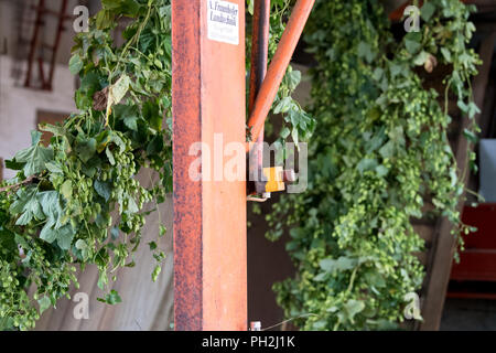 Oberlauterbach, Deutschland. 30 Aug, 2018. 30.08.2018, Bayern, Oberlauterbach: frisch geernteten Hopfen in einem hop Kommissionierung der Maschine hängen lassen. Die deutsche Hop Growers' Association informiert über den Hopfen Ernte 2018 während der jährlichen hop Tour durch die Hallertau. Credit: Sven Hoppe/dpa/Alamy leben Nachrichten Stockfoto