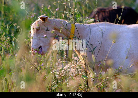 Weiße Ziege auf einer spanischen Berg. Stockfoto