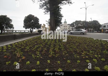 Geringer Betrachtungswinkel und die Pflanzen an der Marine Parade in Napier, Neuseeland an einem bewölkten Tag, 29. November 2017. () Stockfoto