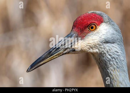 Nahaufnahme, Porträt einer Sandhill Crane (Antigone canadensis). Stockfoto