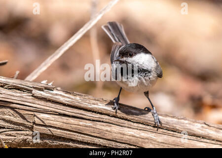 Black-capped chickadee (Poecile atricapillus) stehend auf einem Baumstamm in einem Wald. Stockfoto