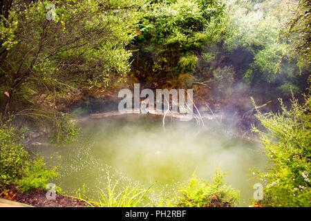 Dampf steigt aus einem grünen inmitten üppiger Vegetation in Kuirau Park, Rotorua, Neuseeland, November 3, 2017 farbige Geothermie Teich oder heißer Frühling. () Stockfoto