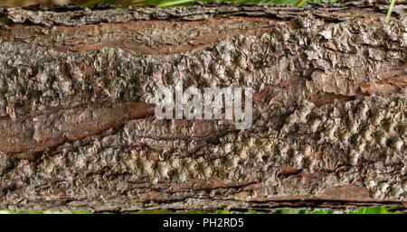 Longleaf Kiefer (Pinus palustris) Baumstamm Rinde closeup - Davie, Florida, USA Stockfoto