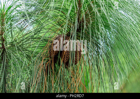 Longleaf Kiefer (Pinus palustris) Kegel, mehrere, Braun - Davie, Florida, USA Stockfoto