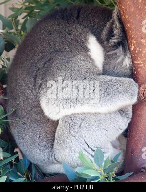 Koala, Phascolarctos cinereus, zusammengerollt schlafen im Baum Stockfoto